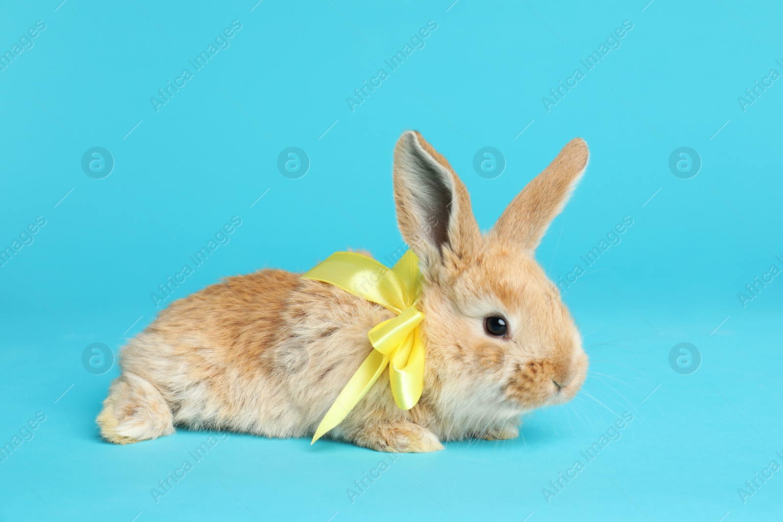 Photo of Adorable furry Easter bunny with cute bow tie on color background