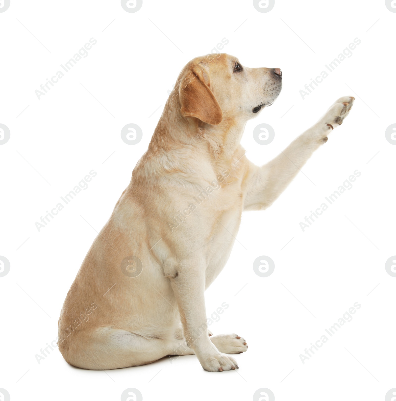 Photo of Yellow labrador retriever giving paw on white background