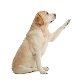 Photo of Yellow labrador retriever giving paw on white background