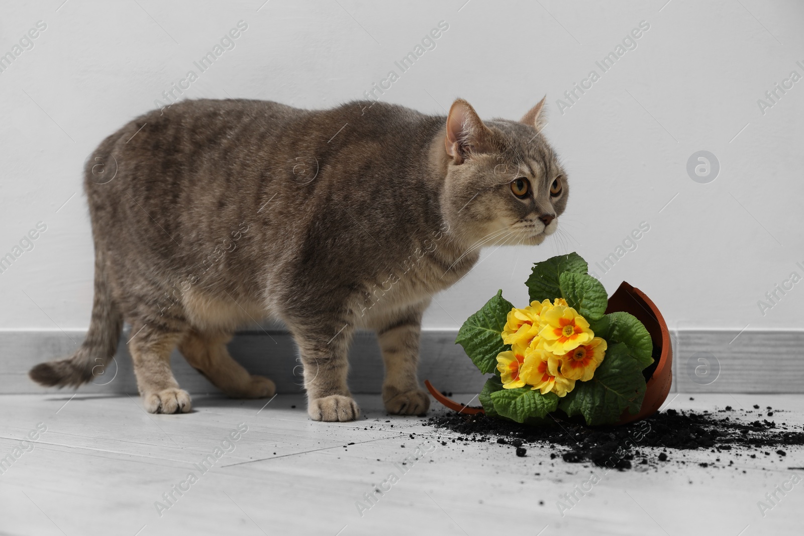 Photo of Cute cat and broken flower pot with primrose plant on floor indoors