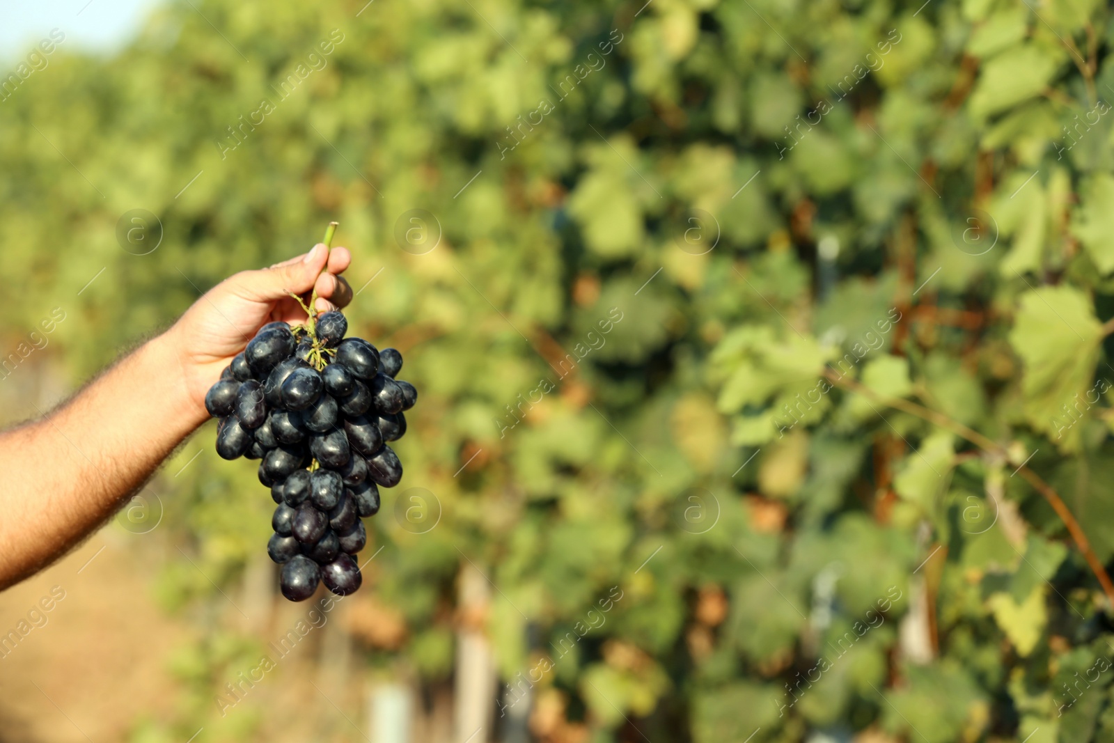 Photo of Man holding bunch of fresh ripe juicy grapes in vineyard, closeup