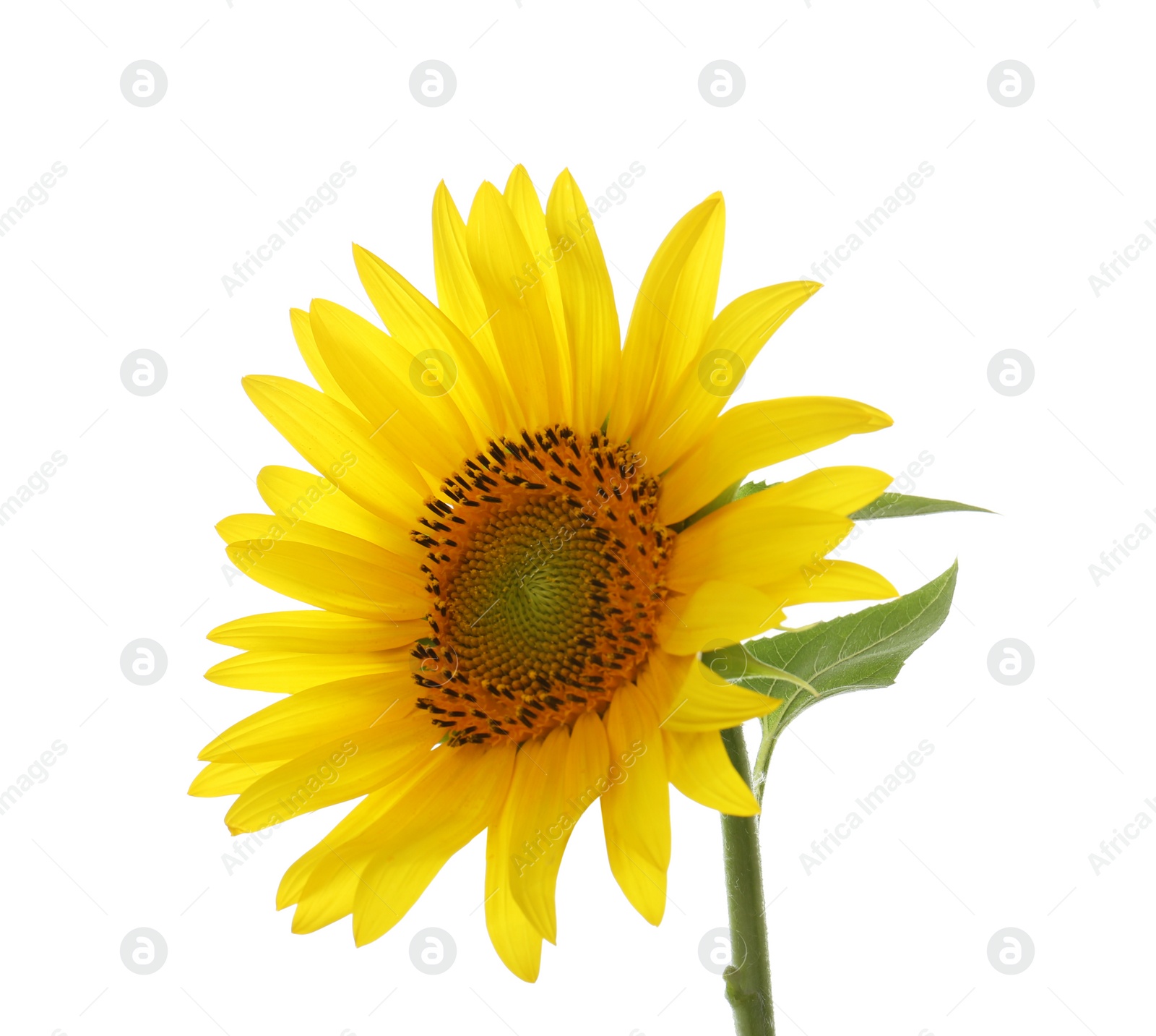 Photo of Beautiful bright blooming sunflower isolated on white