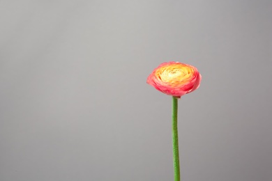 Photo of Beautiful ranunculus flower on grey background