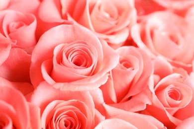 Beautiful roses as background