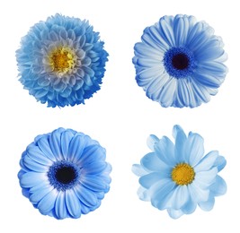 Image of Set with different beautiful light blue flowers on white background