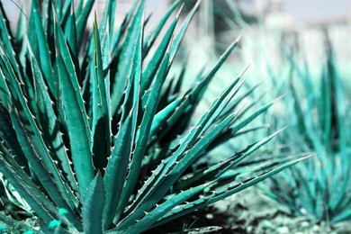 Closeup view of beautiful Agave plant growing outdoors