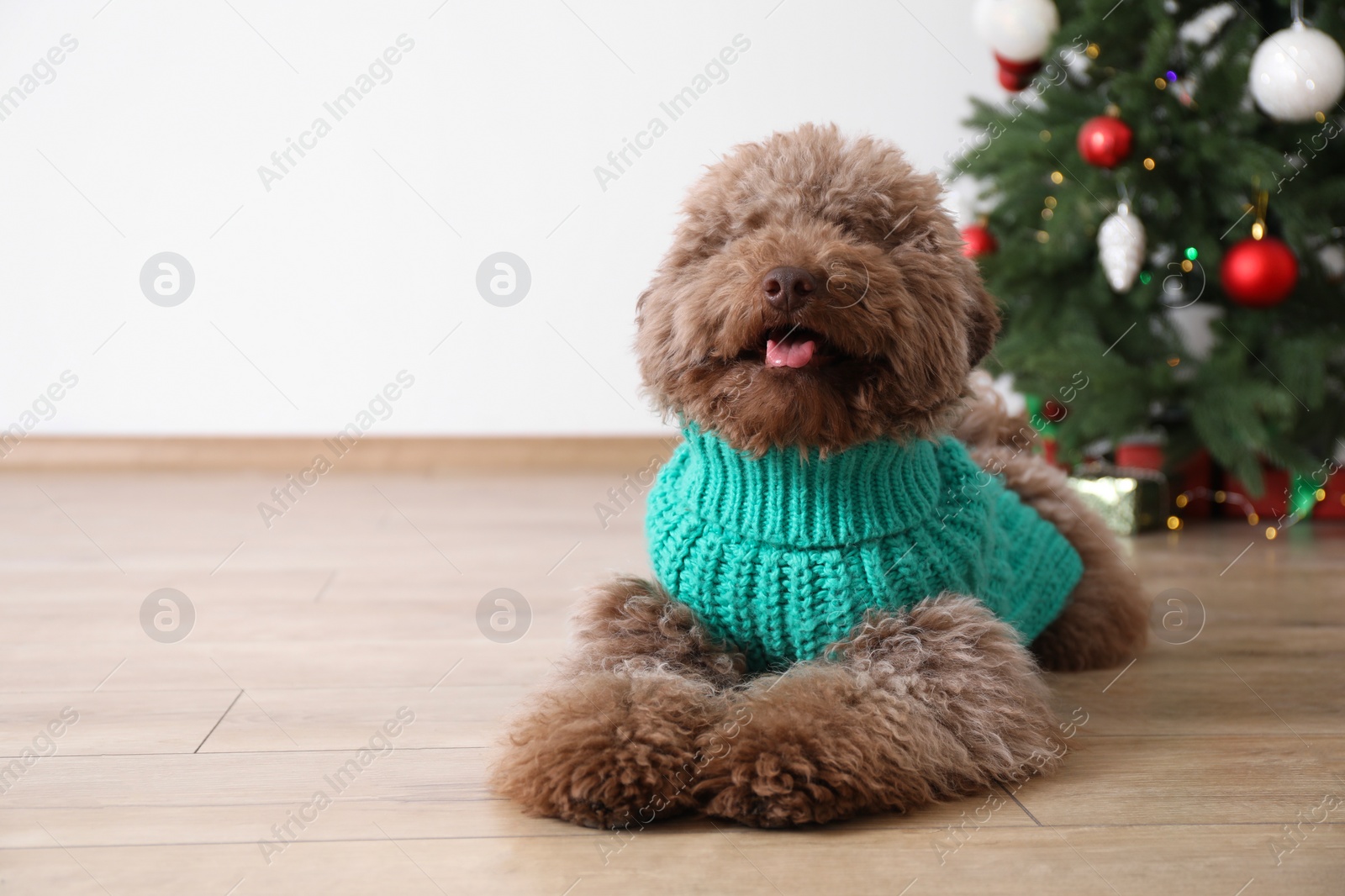 Photo of Cute Toy Poodle dog in knitted sweater and Christmas tree indoors, space for text