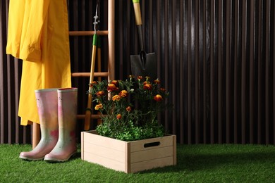 Beautiful blooming marigolds, gardening tools and accessories on green grass near wood slat wall