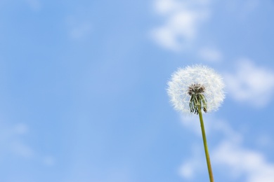 Closeup view of dandelion against blue sky, space for text. Allergy trigger