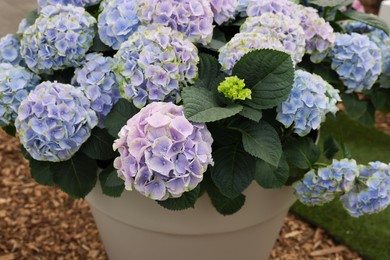 Photo of Potted hydrangea plant with beautiful flowers outdoors, closeup