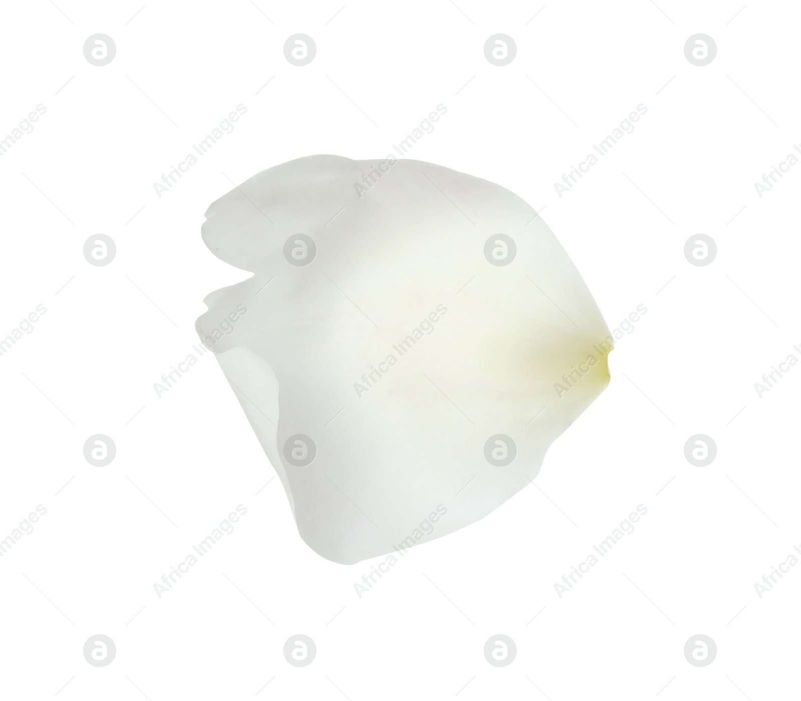 Photo of Petal of peony flower isolated on white