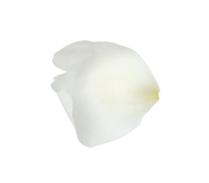 Petal of peony flower isolated on white