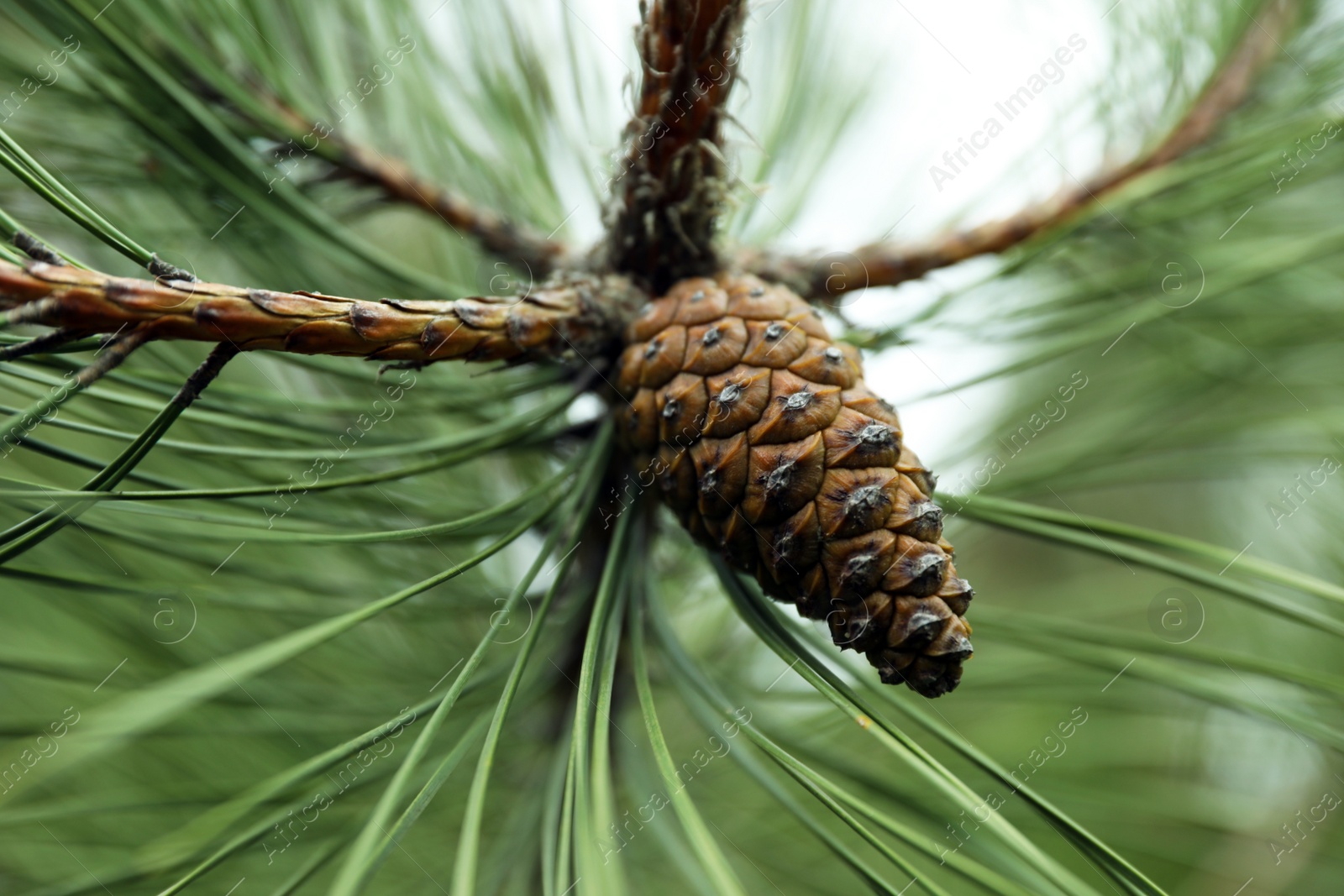 Photo of Cone growing on pine branch outdoors, closeup