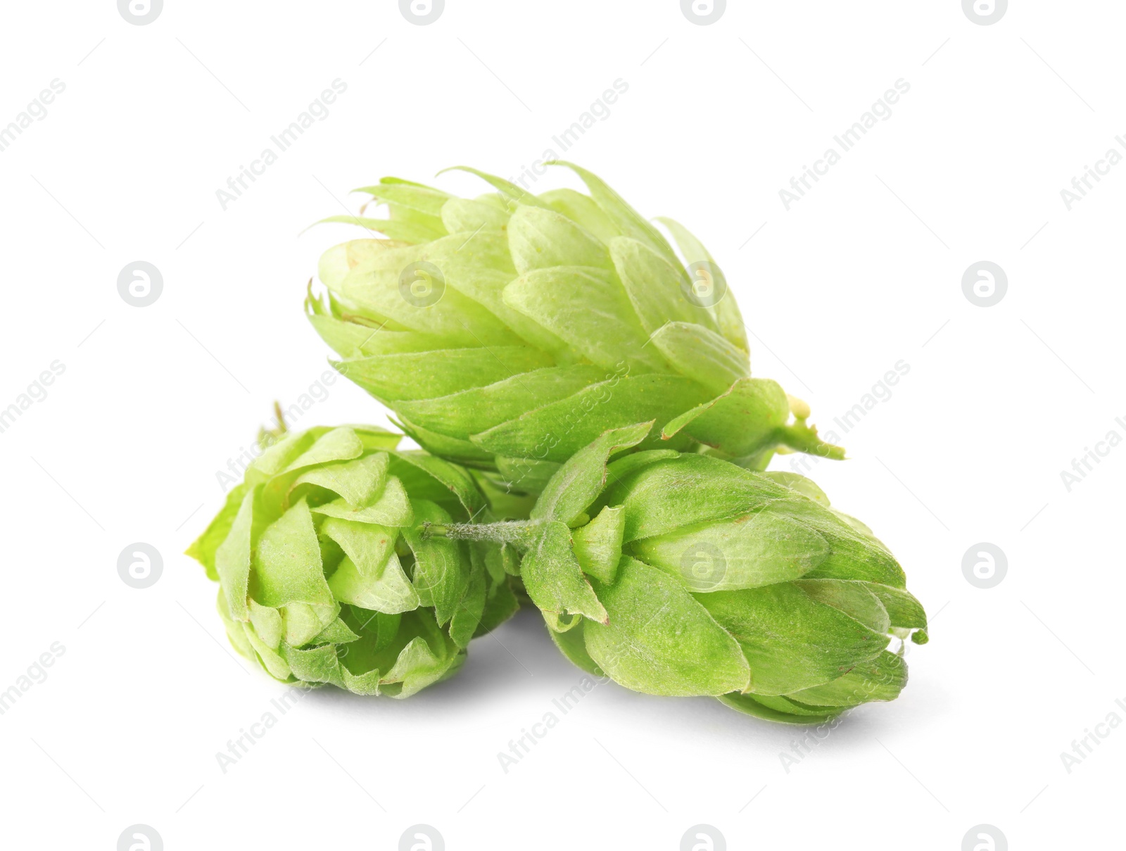 Photo of Fresh green hops on white background. Beer production