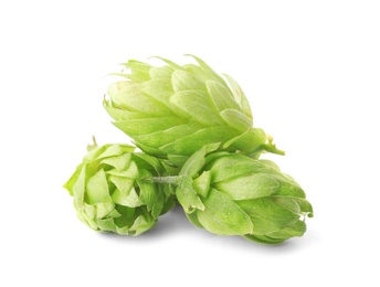 Photo of Fresh green hops on white background. Beer production