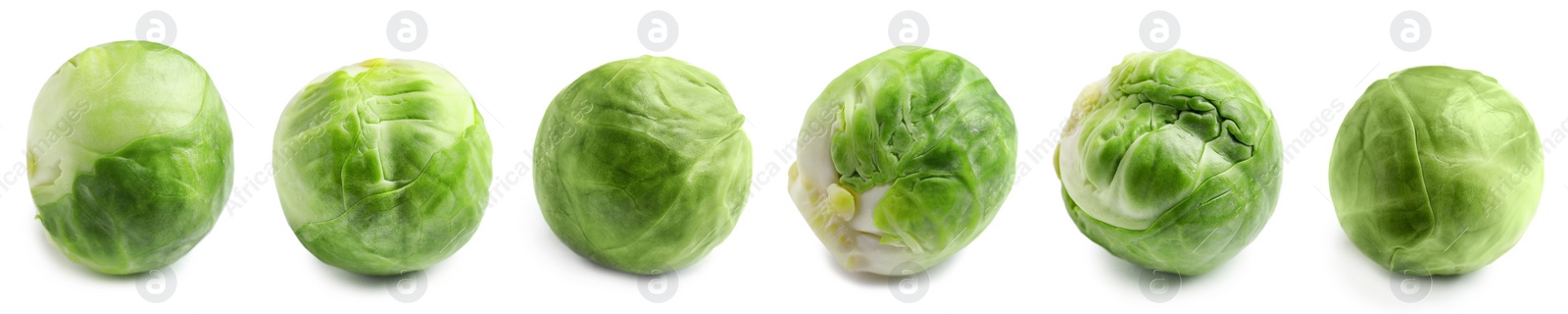 Image of Set of fresh Brussels sprouts on white background. Banner design 