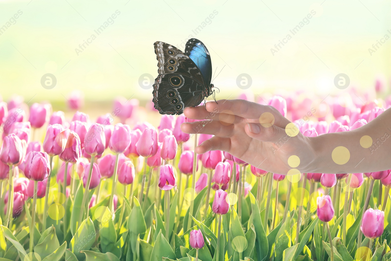 Image of Woman holding beautiful morpho butterfly in tulip field, closeup. Bokeh effect
