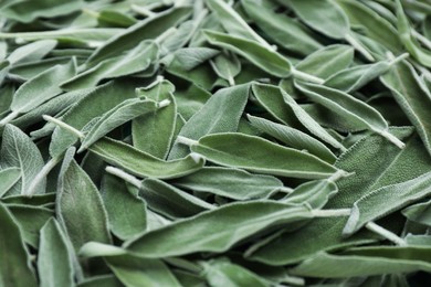 Photo of Fresh green sage leaves as background, closeup