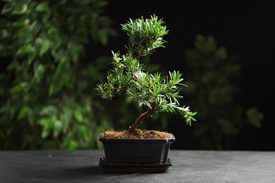 Japanese bonsai plant on grey table. Creating zen atmosphere at home