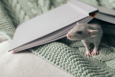 Photo of Cute small rat and book on green knitted plaid