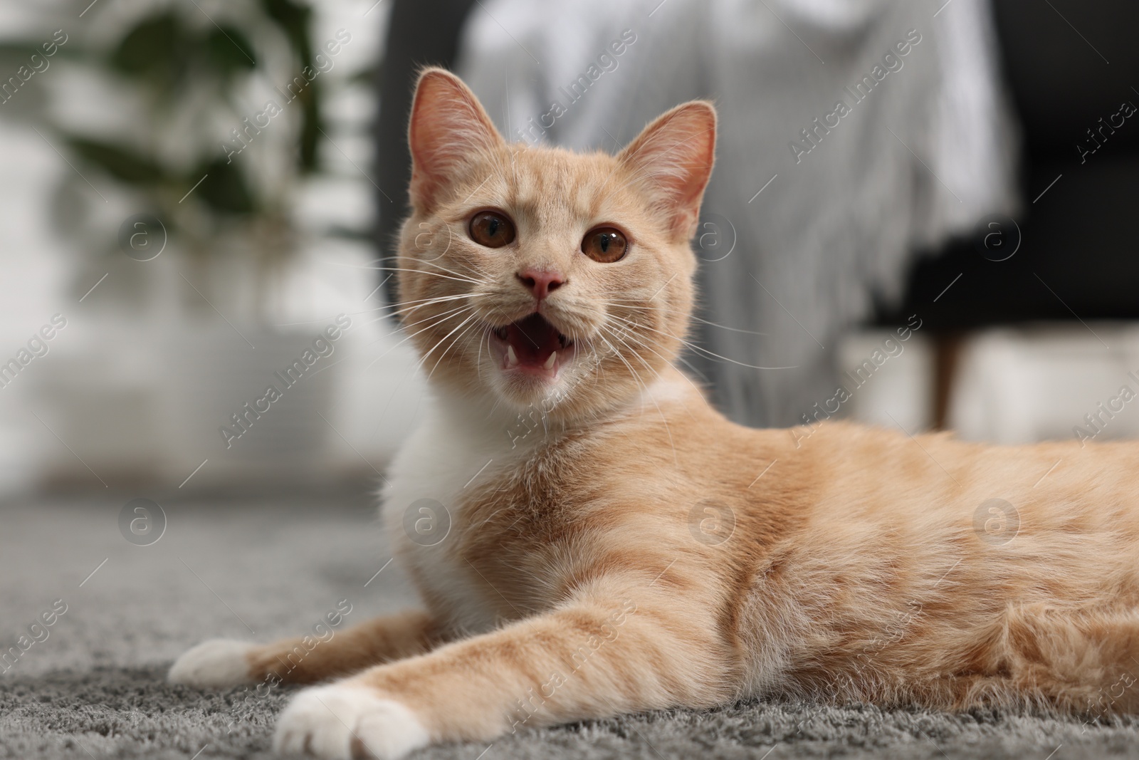 Photo of Cute ginger cat lying on grey carpet at home