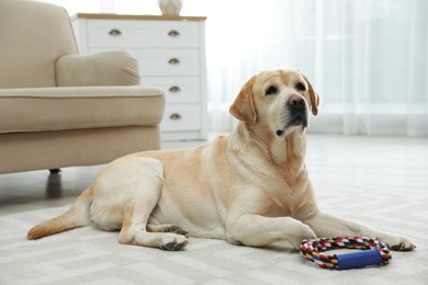 Yellow labrador retriever with toy on floor indoors