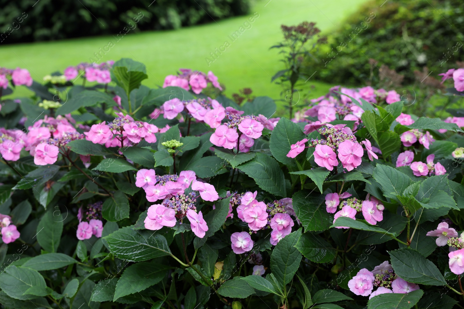 Photo of Beautiful blooming hydrangeas in garden. Landscape design