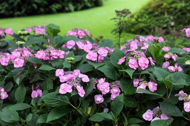 Photo of Beautiful blooming hydrangeas in garden. Landscape design