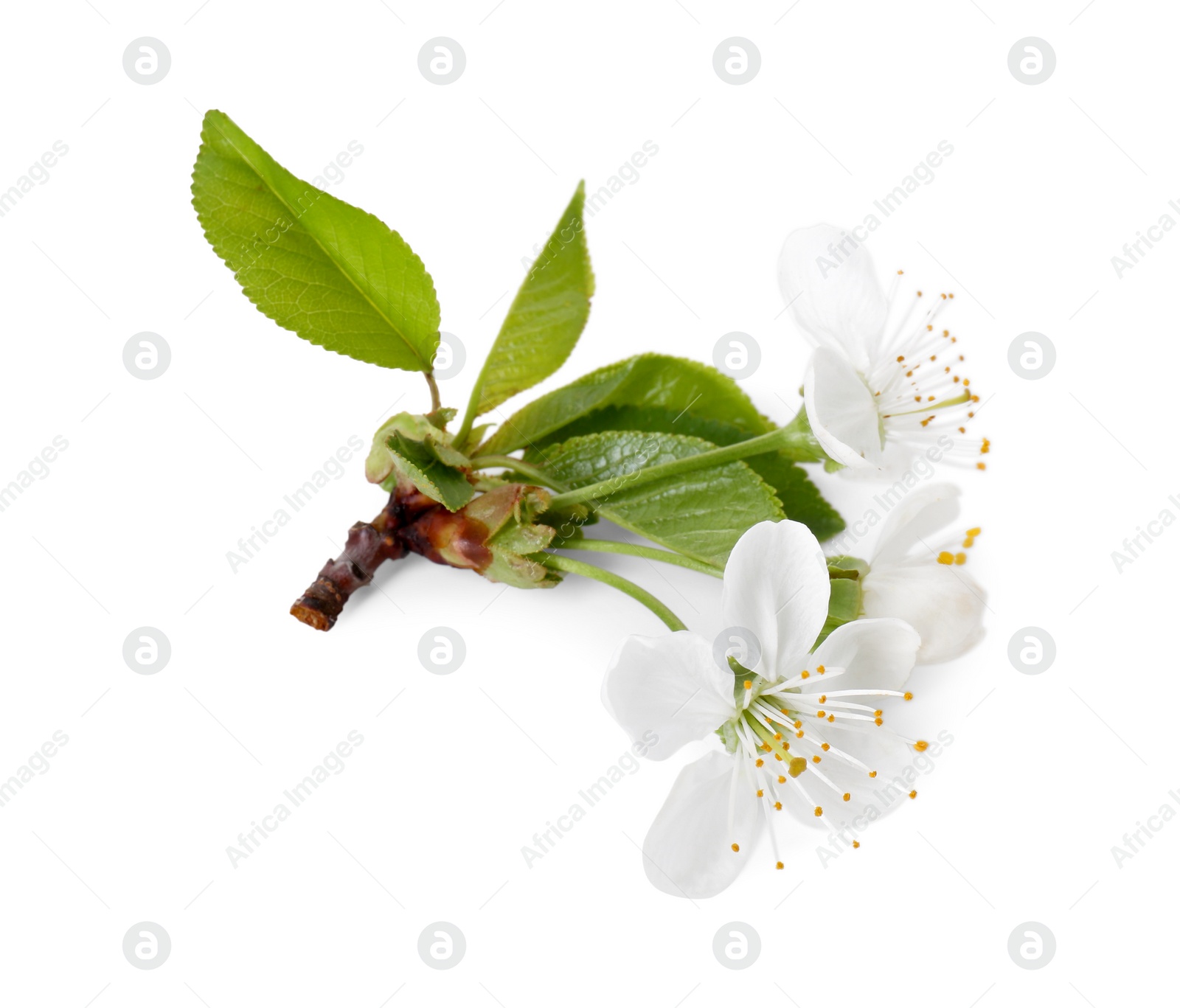 Photo of Beautiful spring blossoms with leaves isolated on white, above view