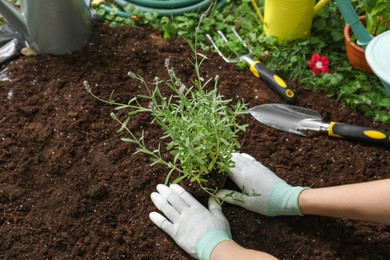 Photo of Woman transplanting beautiful lavender flower into soil in garden, closeup