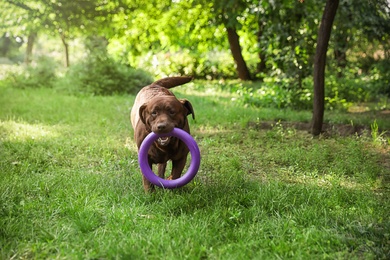 Funny Chocolate Labrador Retriever with toy in green summer park