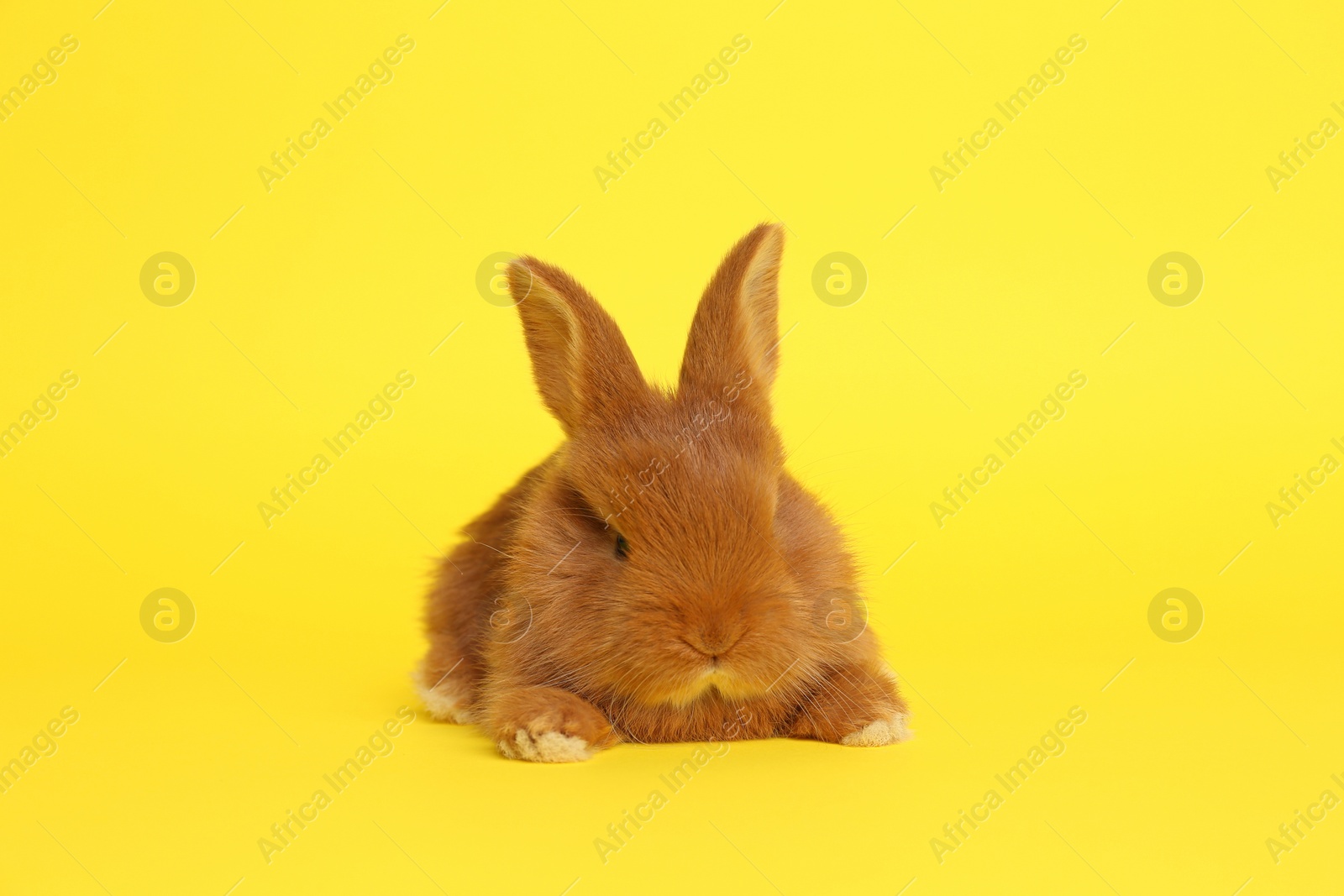 Photo of Adorable fluffy bunny on yellow background. Easter symbol