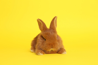 Photo of Adorable fluffy bunny on yellow background. Easter symbol