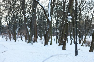 Photo of Trees and street lamp covered with snow in winter park