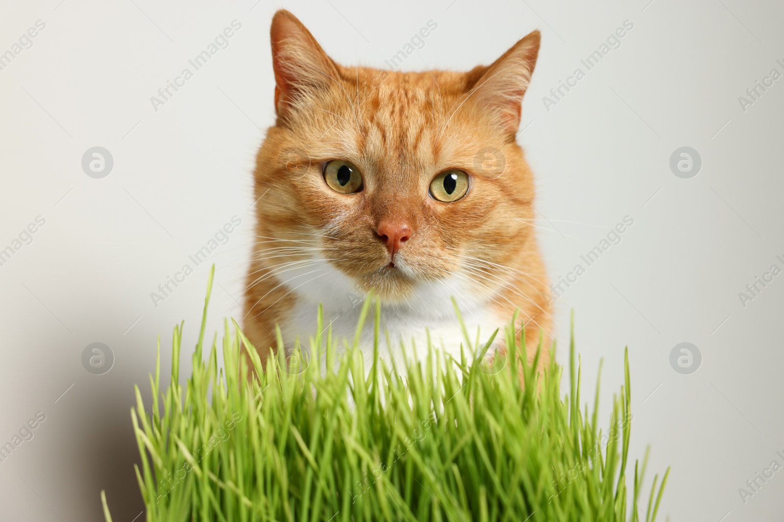 Photo of Cute ginger cat and green grass near light grey wall