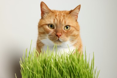 Cute ginger cat and green grass near light grey wall