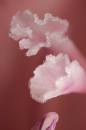 Photo of Beautiful pink Gladiolus flower as background, macro view