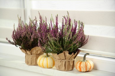 Beautiful heather flowers in pots and pumpkins on windowsill indoors