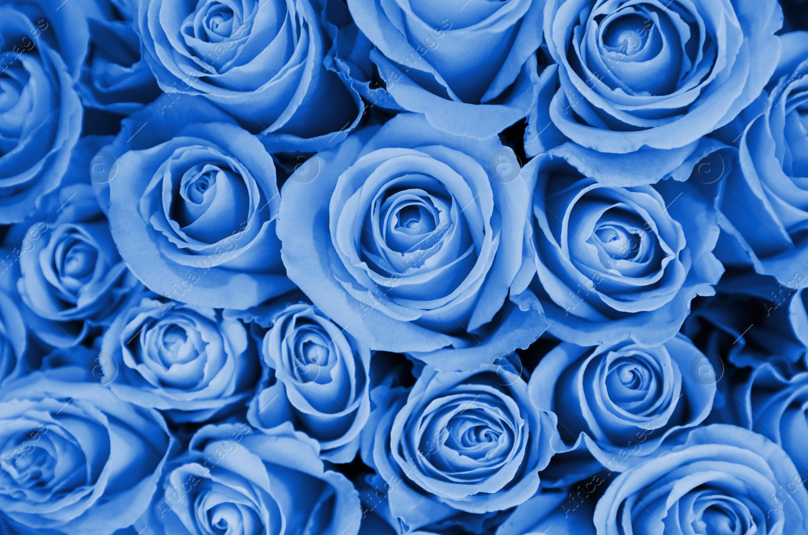 Image of Beautiful fresh light blue roses as background, closeup. Floral decor