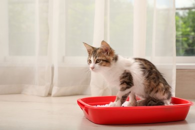 Photo of Cute kitten in litter box at home. Baby animal