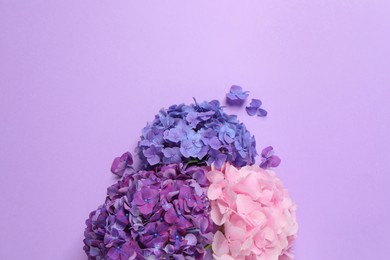 Photo of Beautiful hortensia flowers on violet background, flat lay
