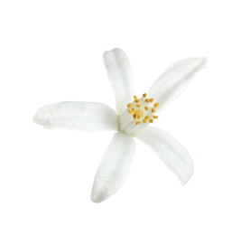 Photo of Beautiful blooming citrus flower on white background