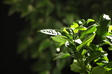 Photo of Closeup view of green tea plant against dark background. Space for text