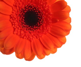 Photo of Beautiful orange gerbera flower on white background, closeup