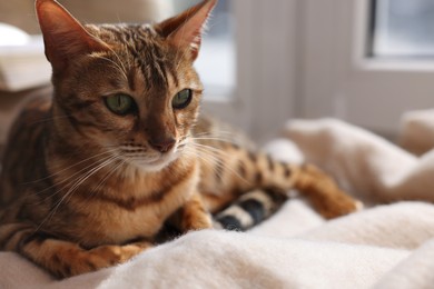 Photo of Cute Bengal cat on windowsill at home, closeup with space for text. Adorable pet
