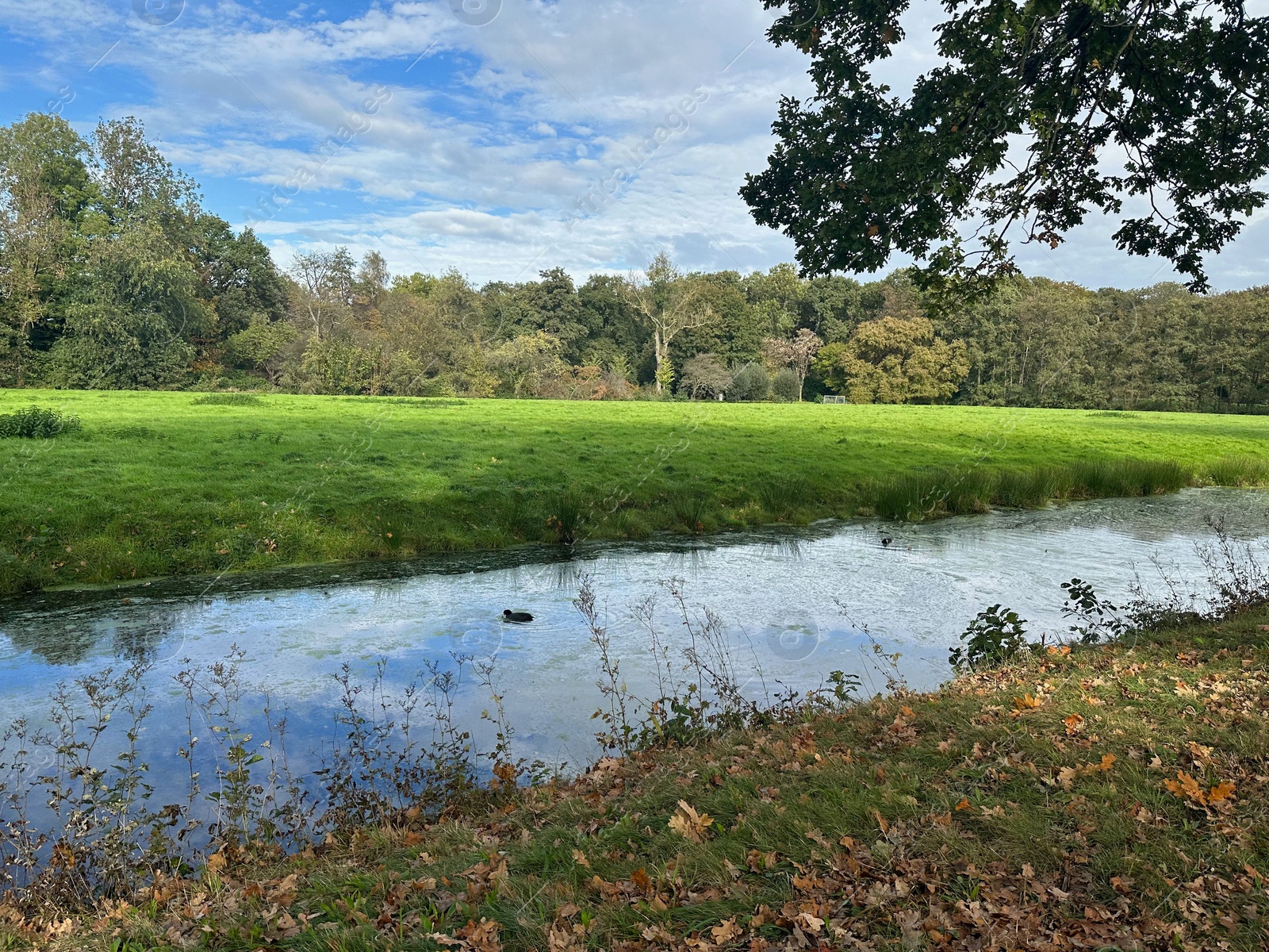 Photo of Beautiful water channel, green grass and trees in park