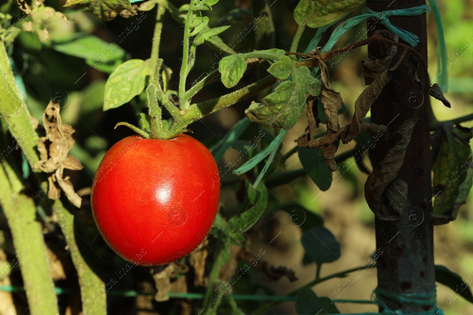 Photo of Red ripe tomato growing on bush outdoors, closeup. Space for text