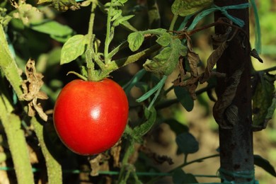 Photo of Red ripe tomato growing on bush outdoors, closeup. Space for text