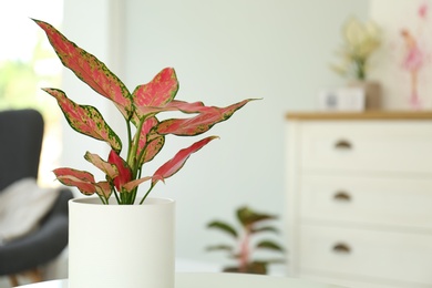 Photo of Beautiful houseplant on table in room, space for text