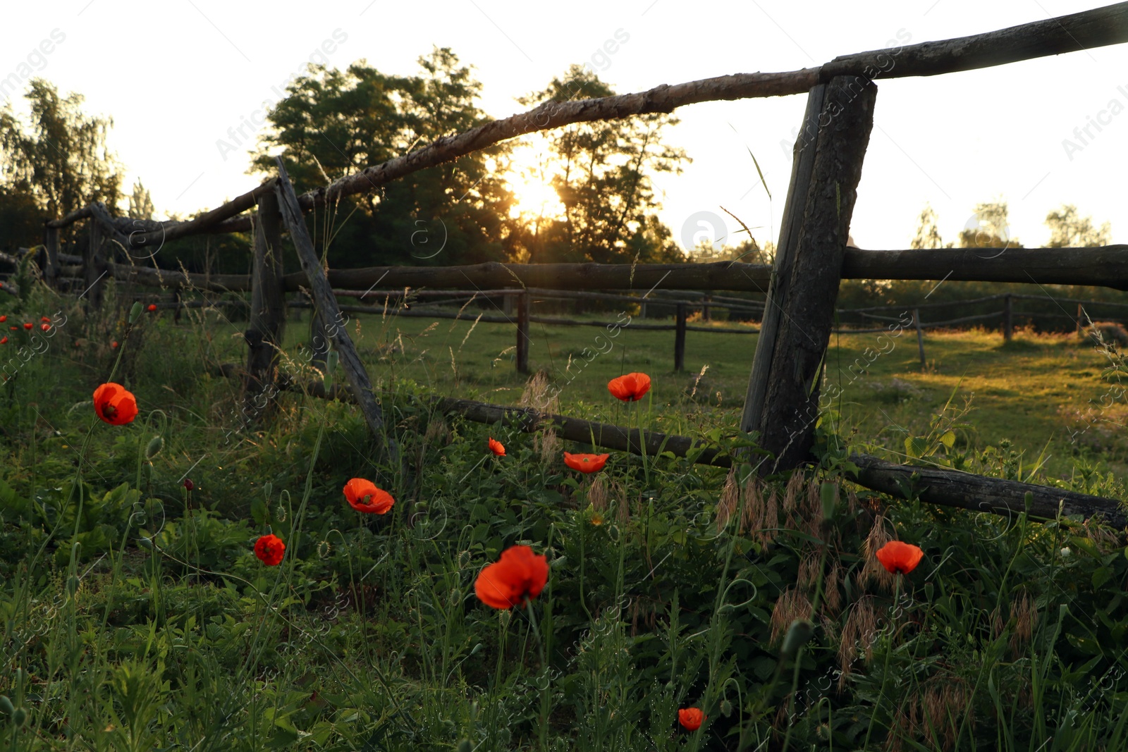 Photo of Picturesque view of countryside with wooden fence and blooming red poppies in morning